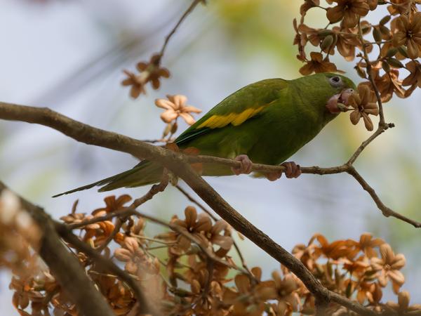 Chiririparkiet (Brotogeris chiriri)
